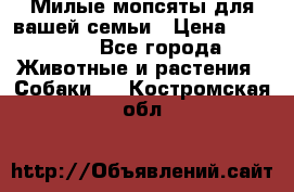 Милые мопсяты для вашей семьи › Цена ­ 20 000 - Все города Животные и растения » Собаки   . Костромская обл.